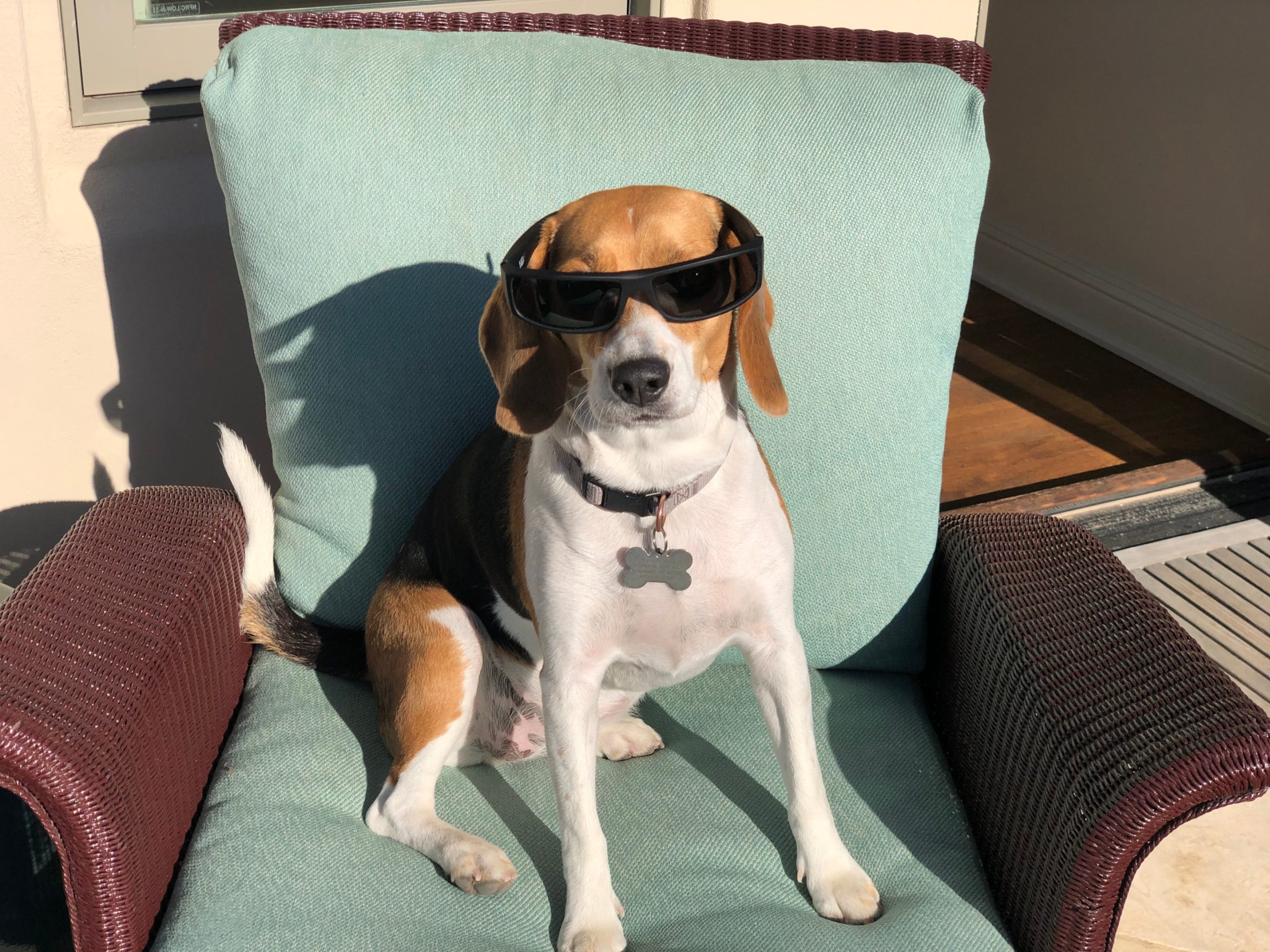 beagle with sunglasses preventing eye issues