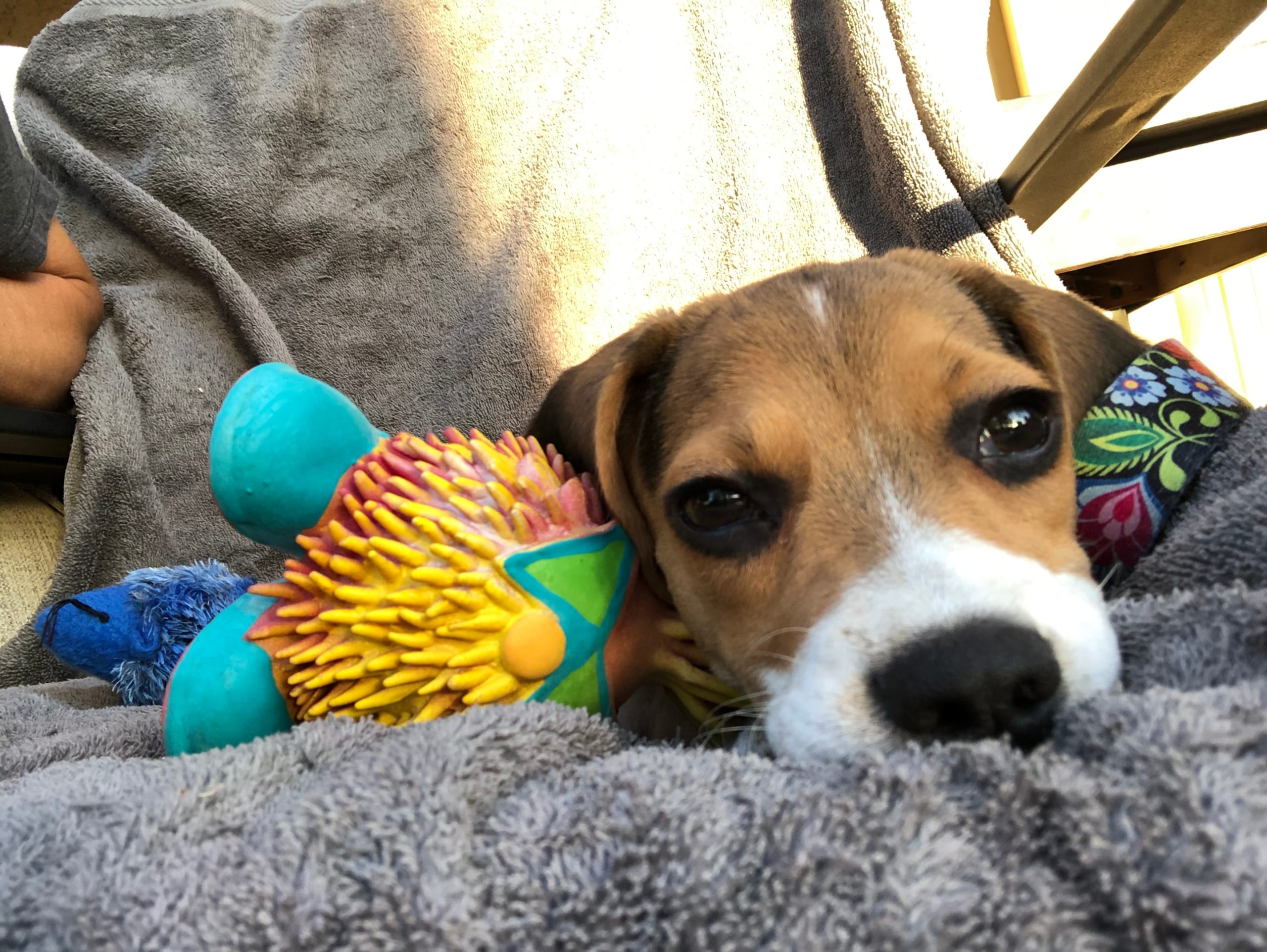 beagle puppy with colorful toys