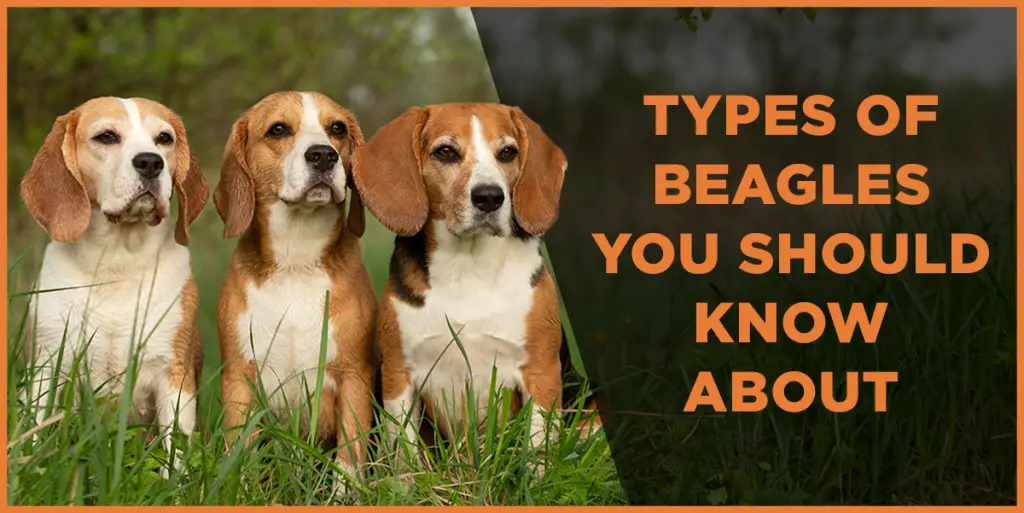 types of beagles