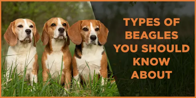 5 Types of Beagles You Should Know About types of beagles