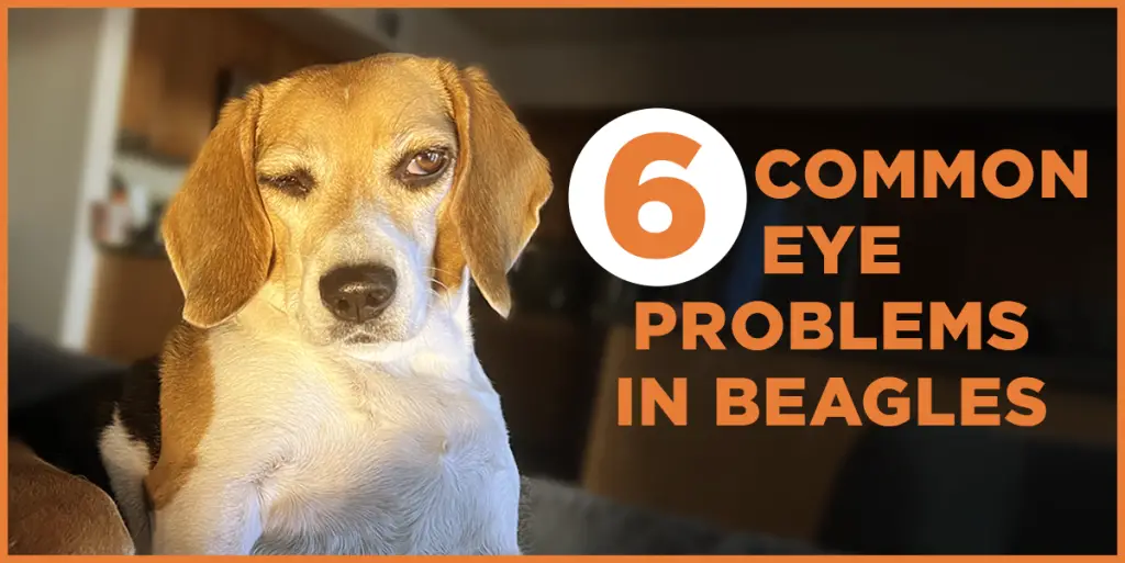 eye problems in beagles