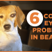 6 Common Eye Problems in Beagles: Prevention and Treatment Guide