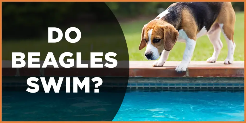 do beagles swim