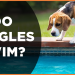 Do Beagles Swim? Understanding Your Dog’s Water Preferences