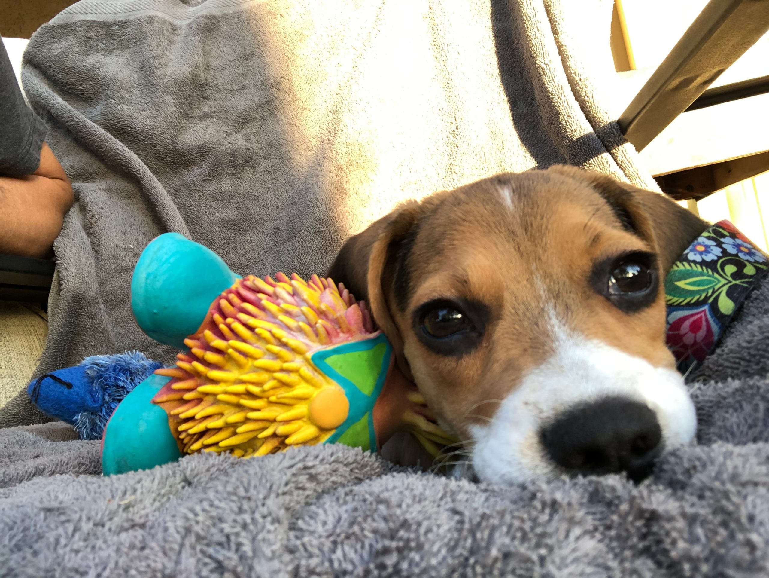 a beagle puppy with bright and expressive eyes