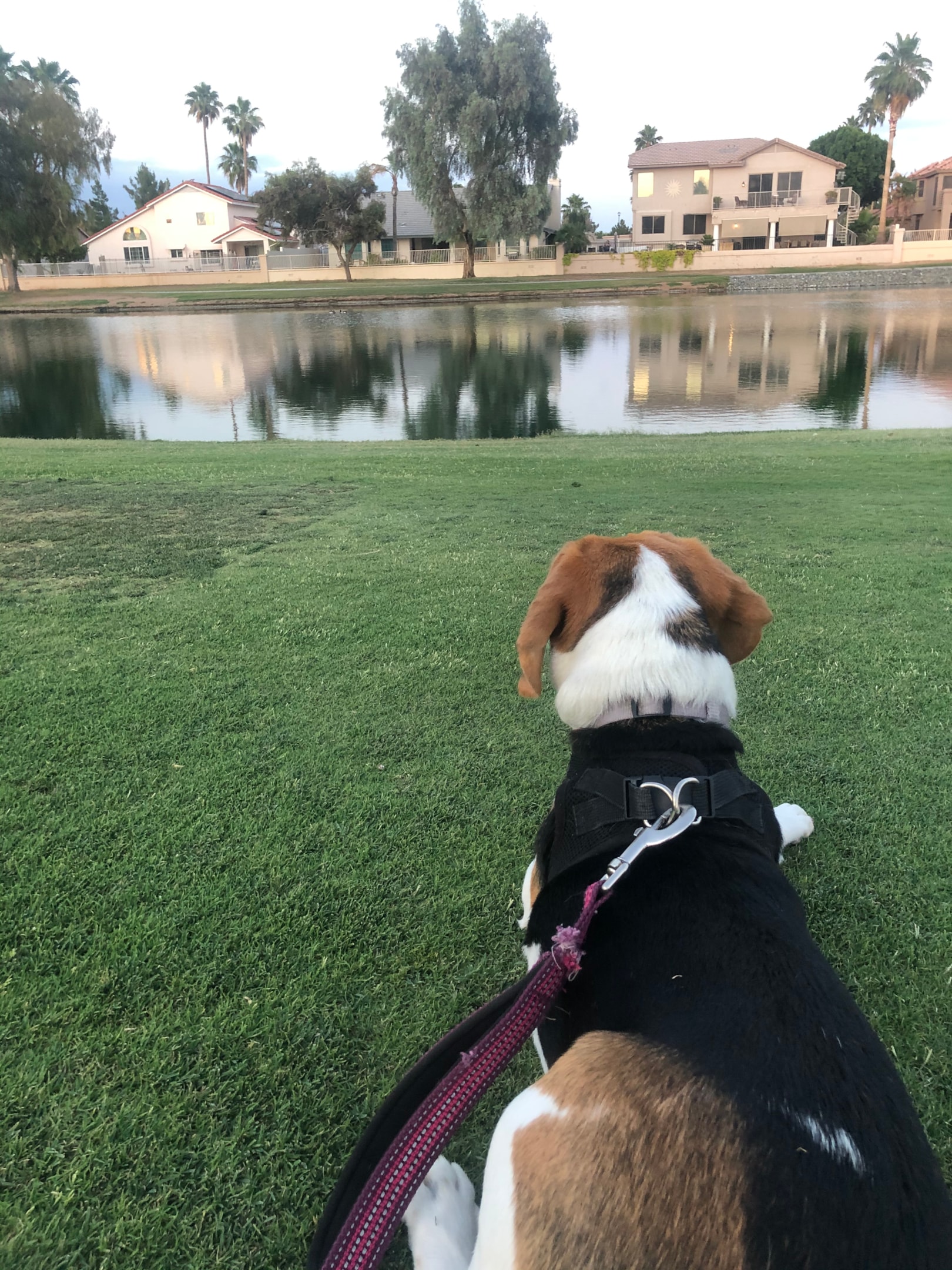 Beagle observing lake from shore