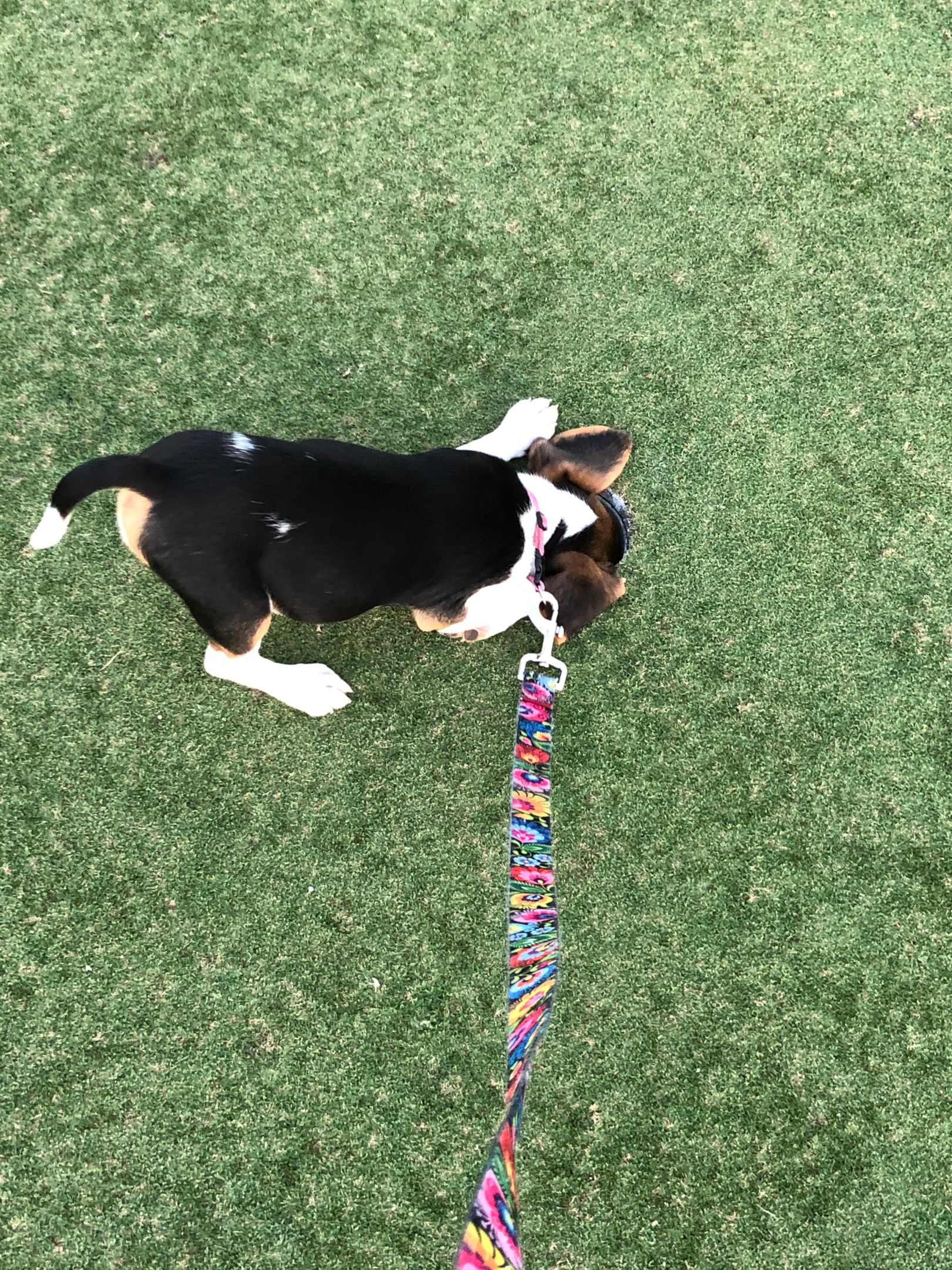 beagle tracking scents outdoors