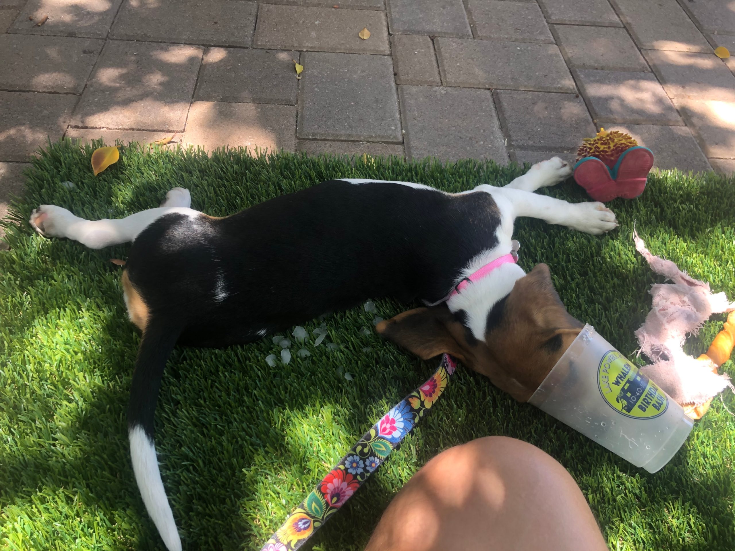  beagle is resting and playing with an empty cup