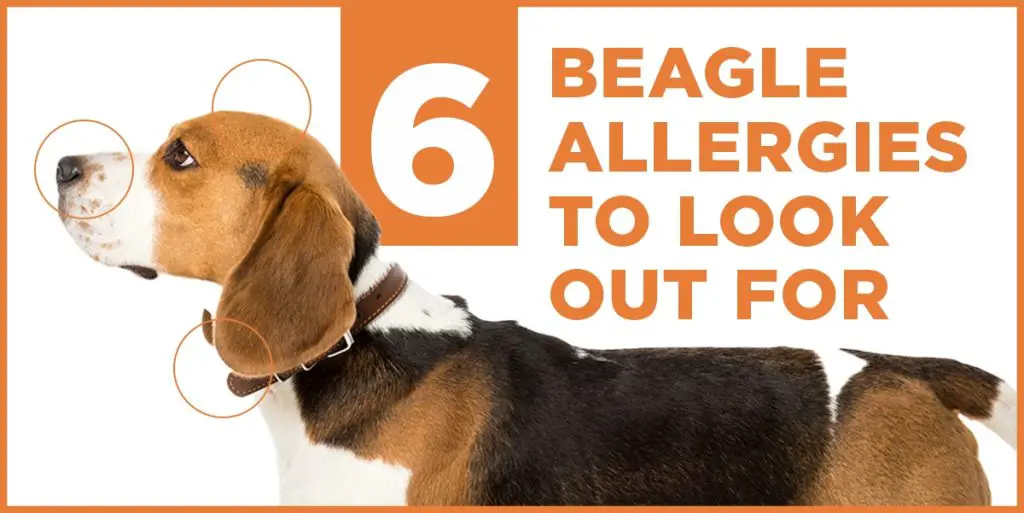 beagle allergies