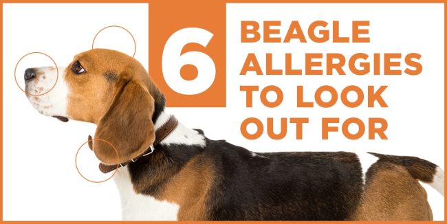 6 Beagle Allergies to Look Out For: Symptoms and Management Tips beagle allergies