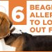 6 Beagle Allergies to Look Out For: Symptoms and Management Tips