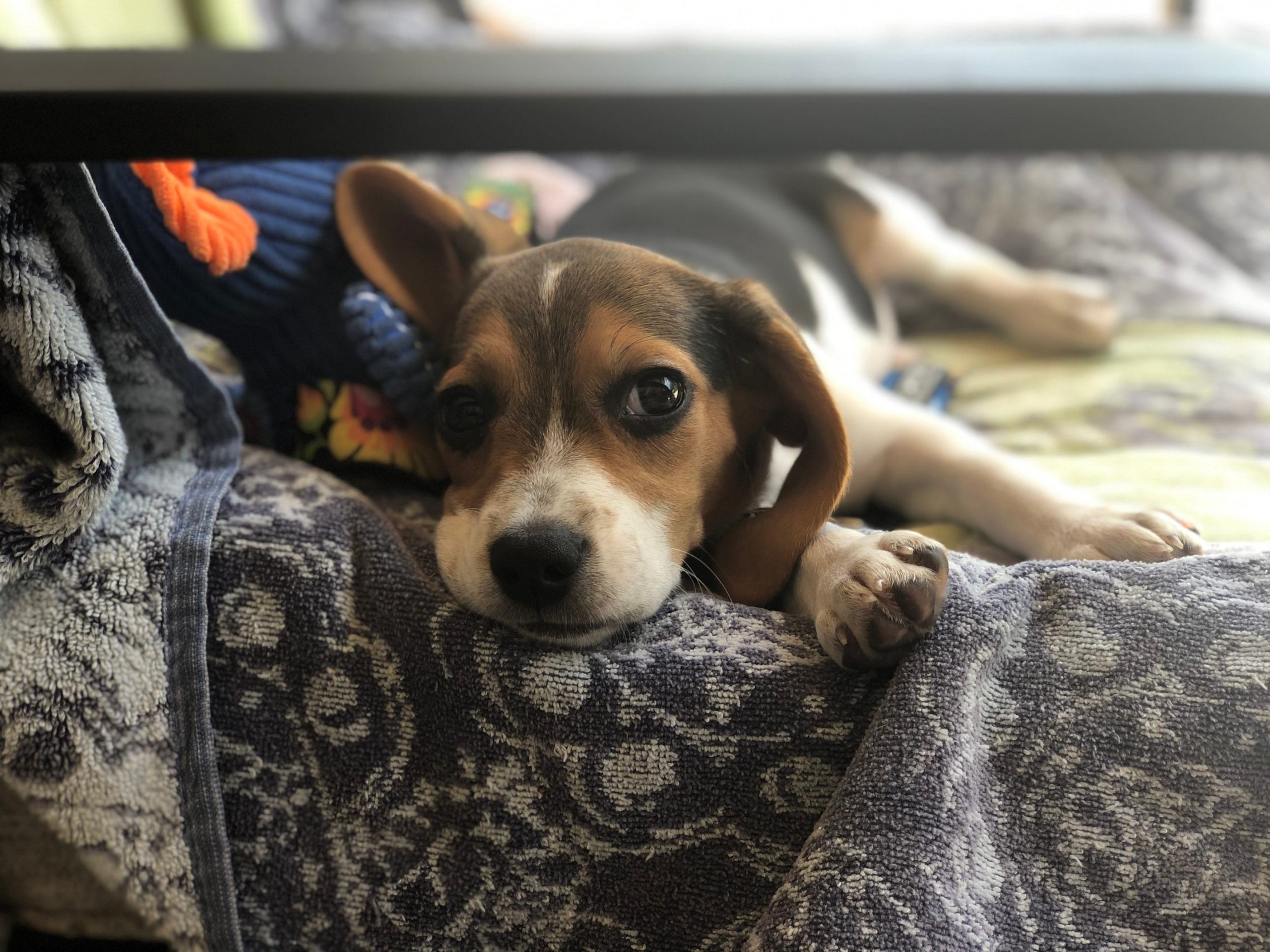 beagle puppy resting with toy nearby