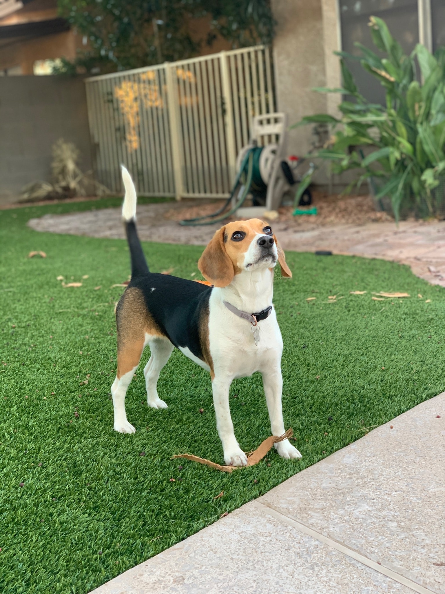 beagle with a shiny coat after using the best dog shampoo for beagles.