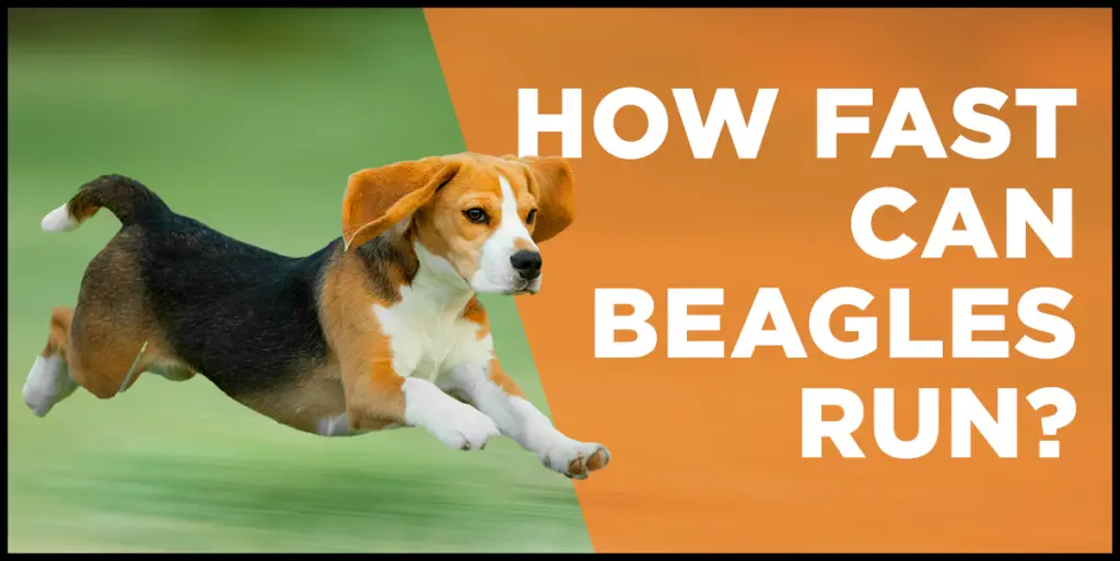 how fast can beagles run