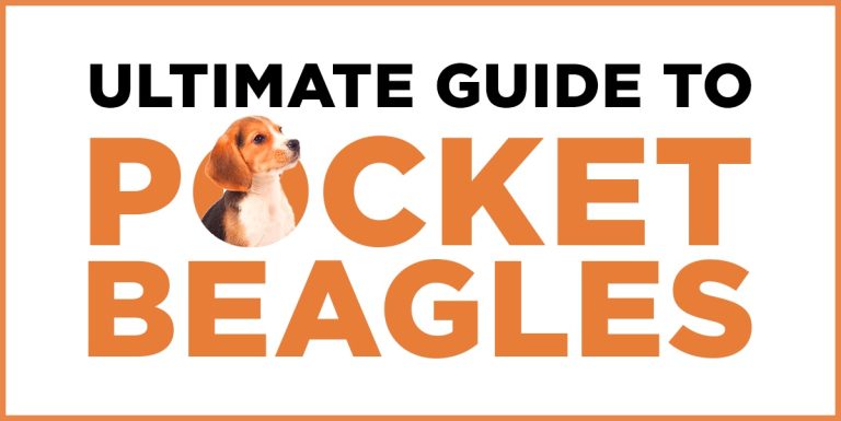 pocket beagle dogs