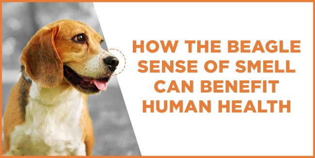 How the Beagle Sense of Smell Can Benefit Human Health beagle sense of smell