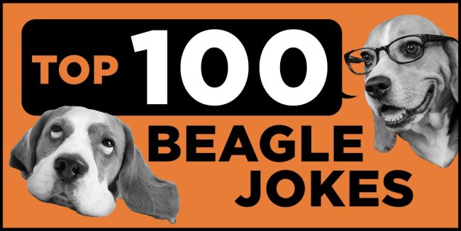 100 Beagle Jokes to Brighten Your Day beagle jokes