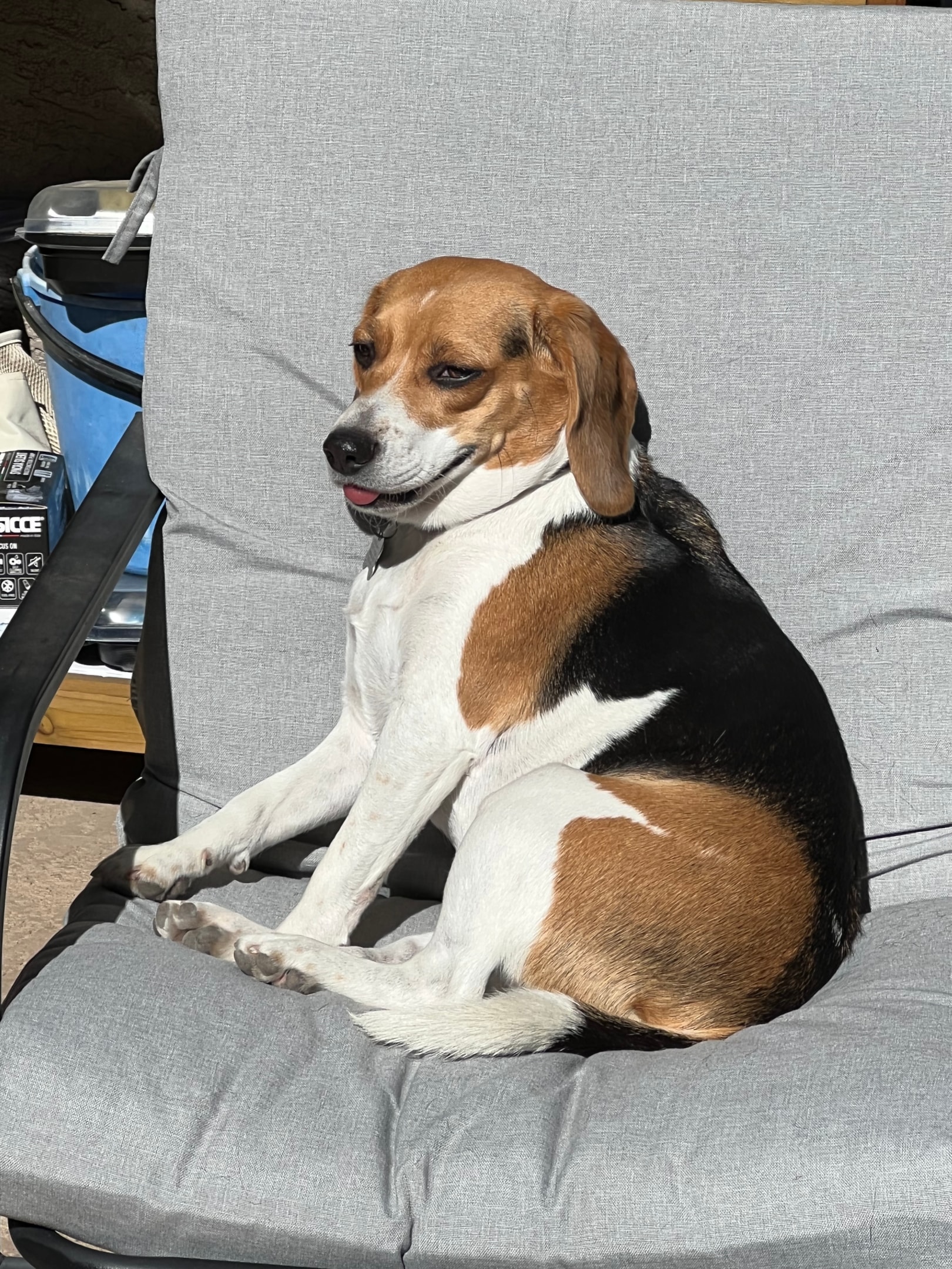 old beagle relaxing in sun