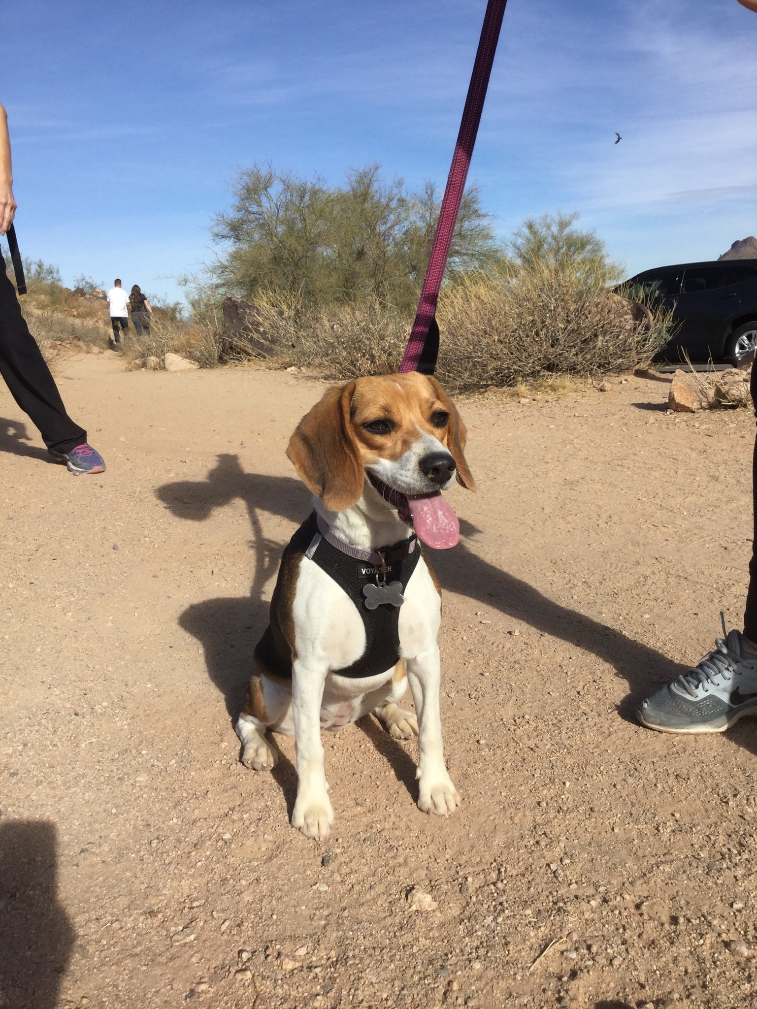 beagle on leash sitting outdoors