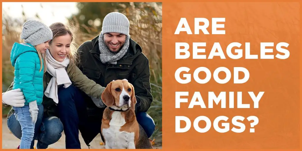 are beagles good family dogs