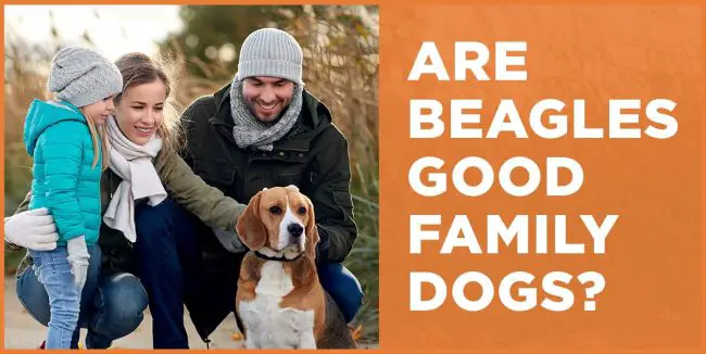 Are Beagles Good Family Dogs? Pros, Cons, and Tips are beagles good family dogs