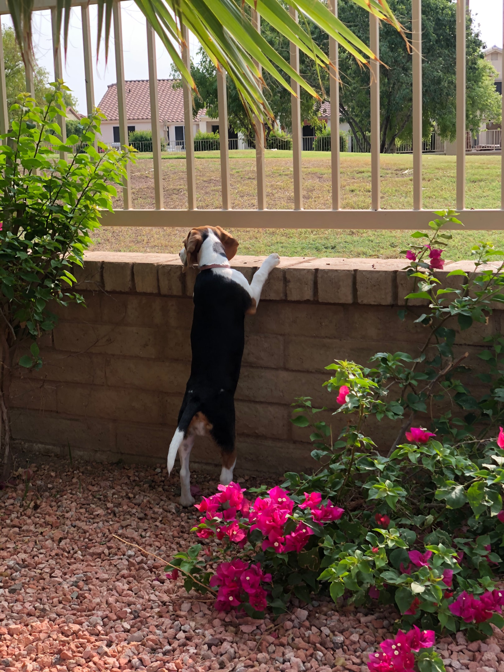 beagle looking over the fence, curious