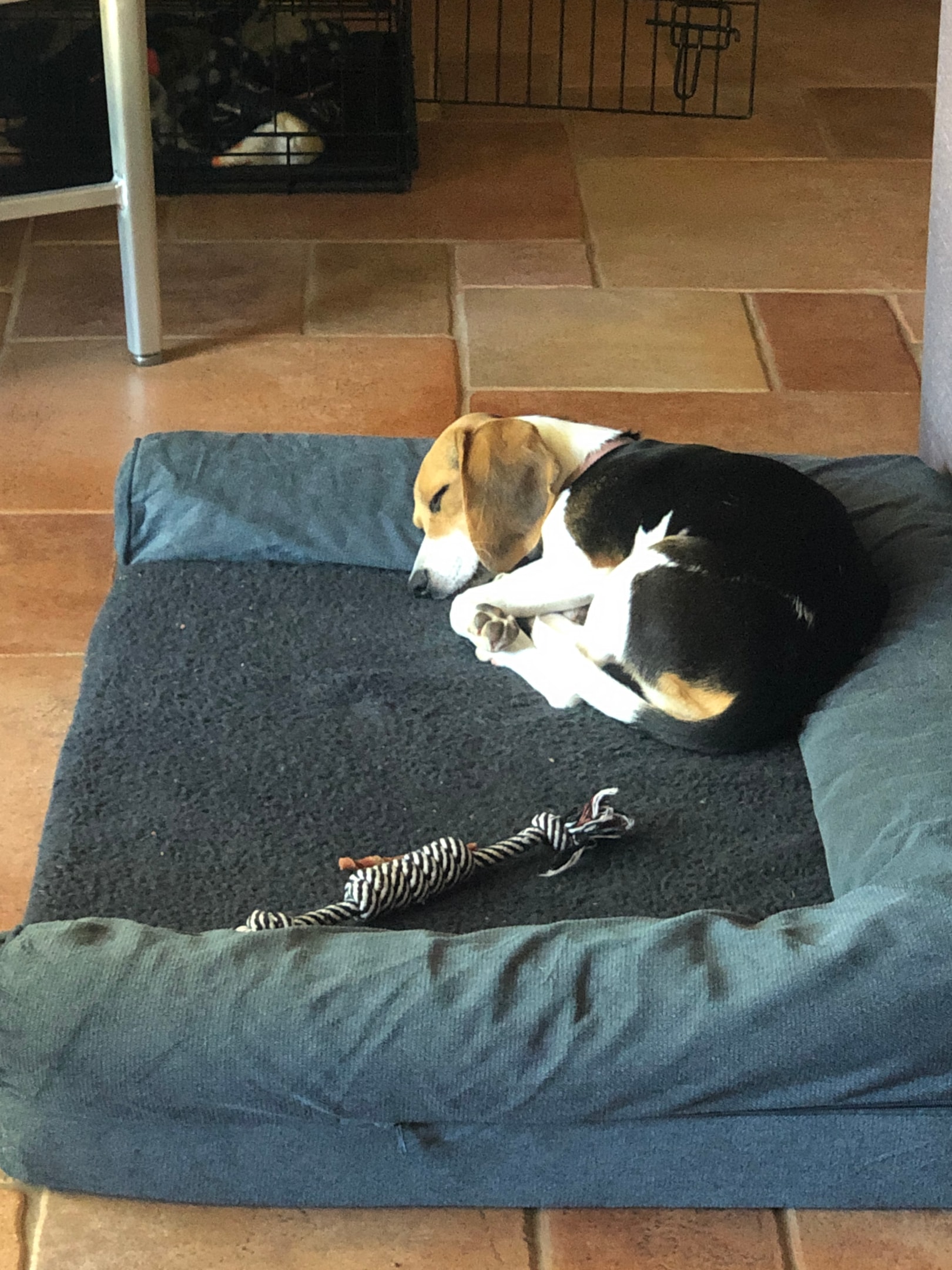 a beagle enjoying a long nap