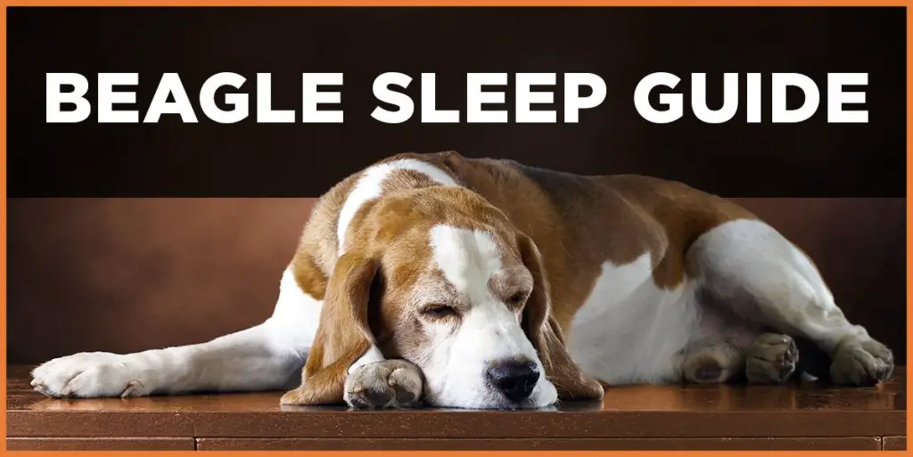 beagle sleep