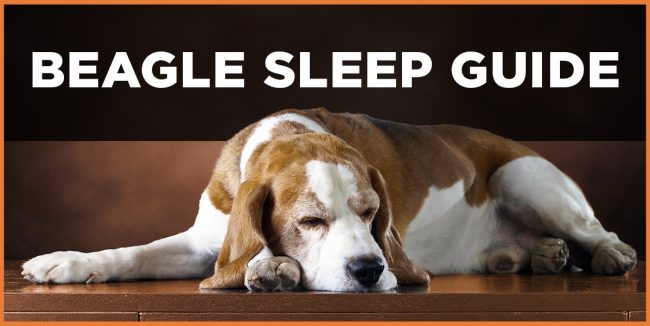 Beagle Sleep Guide: Best Practices for a Restful Night beagle sleep