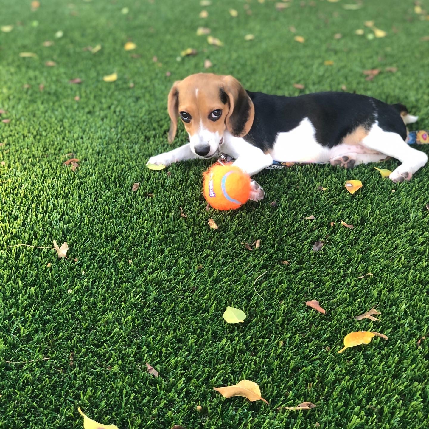 pocket Beagle playing with ball