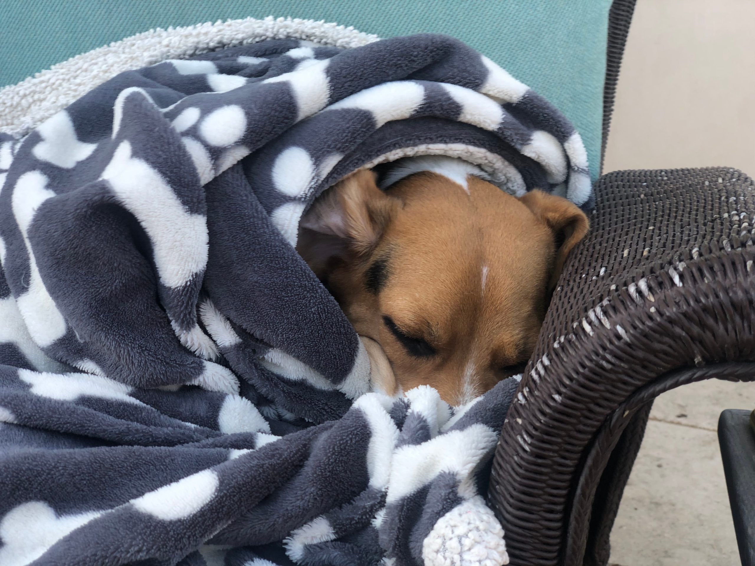 old beagle resting in blanket