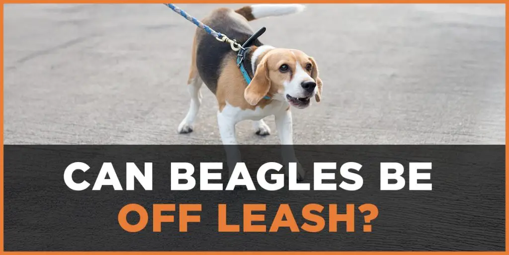 can beagles be off leash