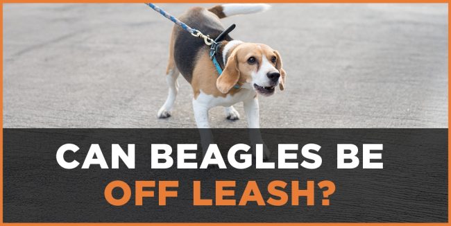 Can Beagles Be Off Leash? Tips and Training Guide can beagles be off leash