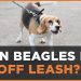 Can Beagles Be Off Leash? Tips and Training Guide