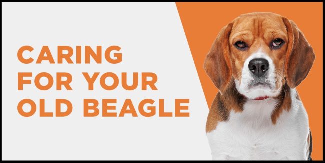 Caring for Your Old Beagle: What You Need To Know As Your Dog Ages old beagle