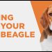 Caring for Your Old Beagle: What You Need To Know As Your Dog Ages