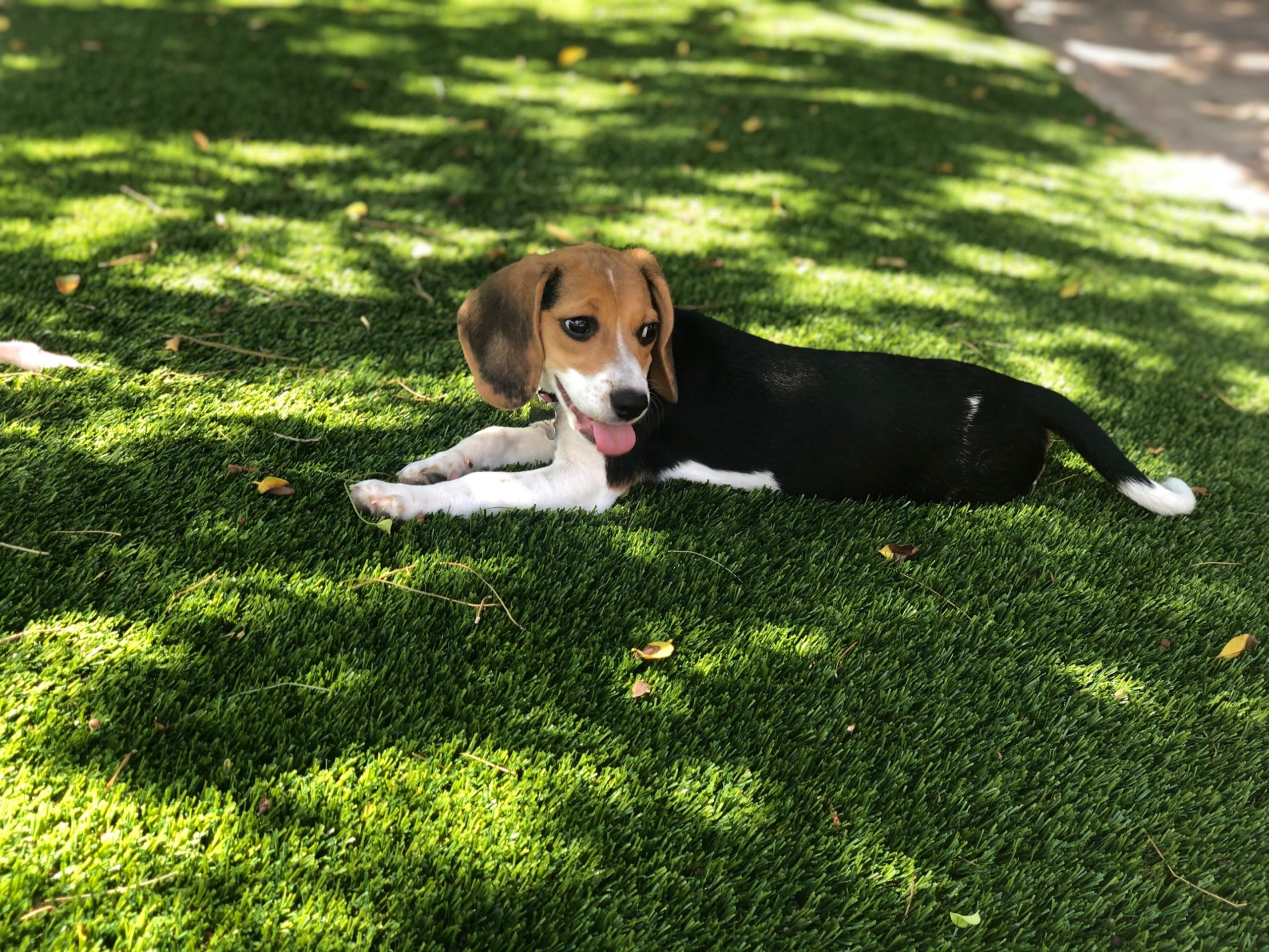 beagle relaxing in a safe outdoor area off leash