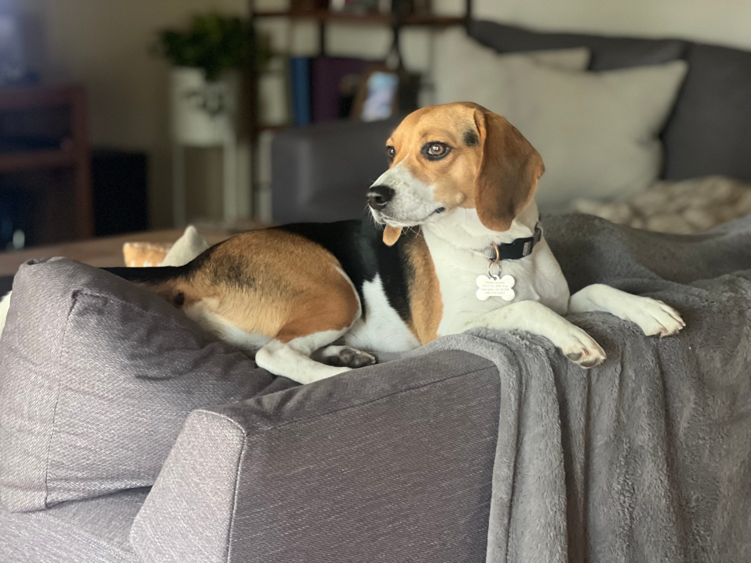 beagle relaxing comfortably on the couch