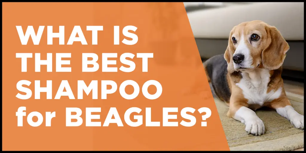 best dog shampoo for beagles