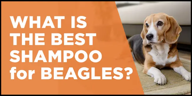 What Is The Best Dog Shampoo for Beagles? best dog shampoo for beagles