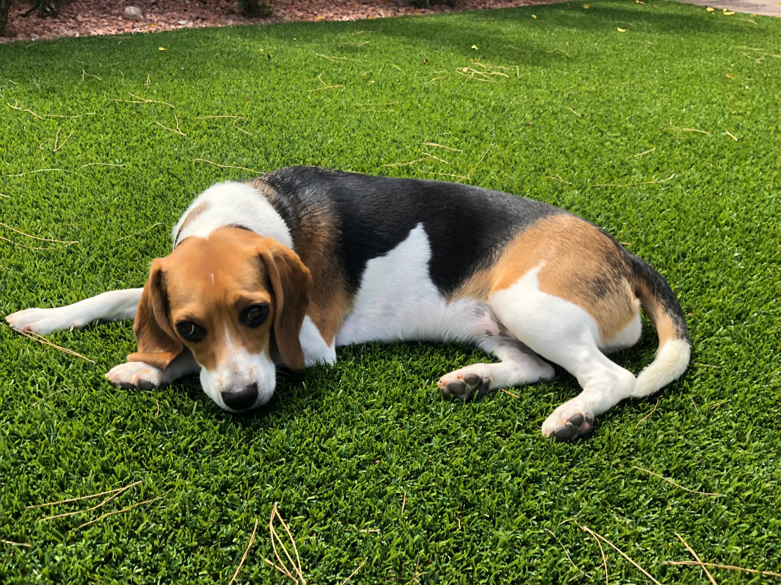 beagle with shiny tricolor coat resting