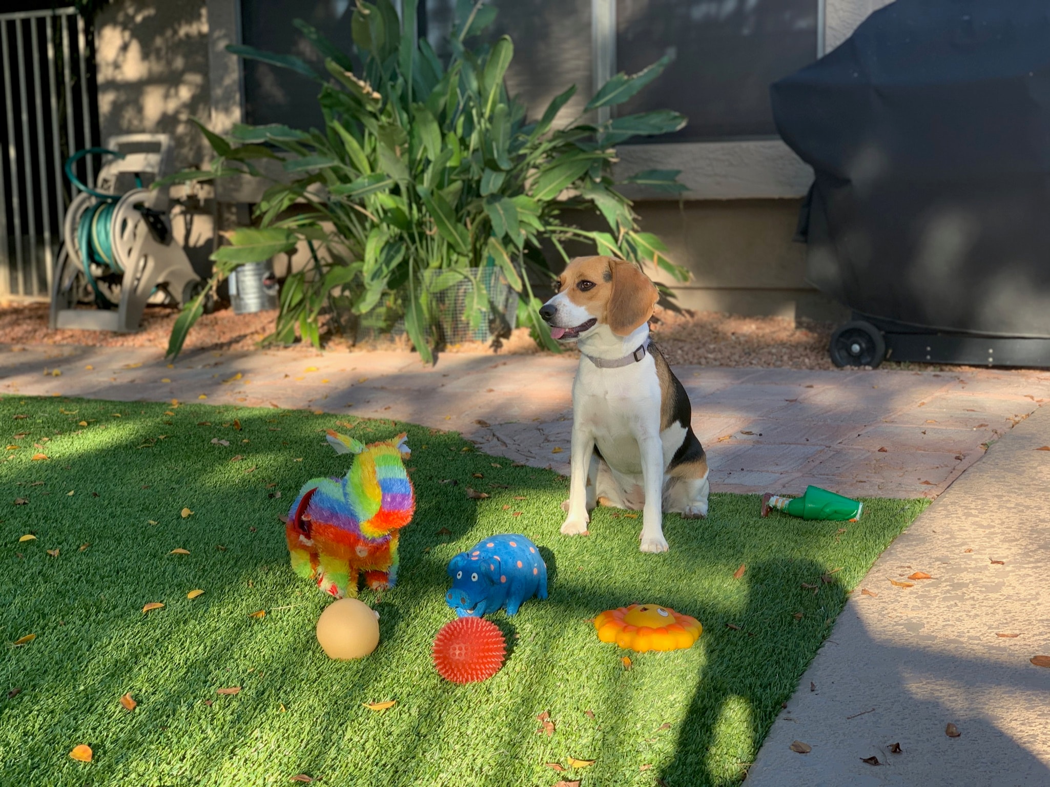 beagle sitting outdoors observing to surroundings