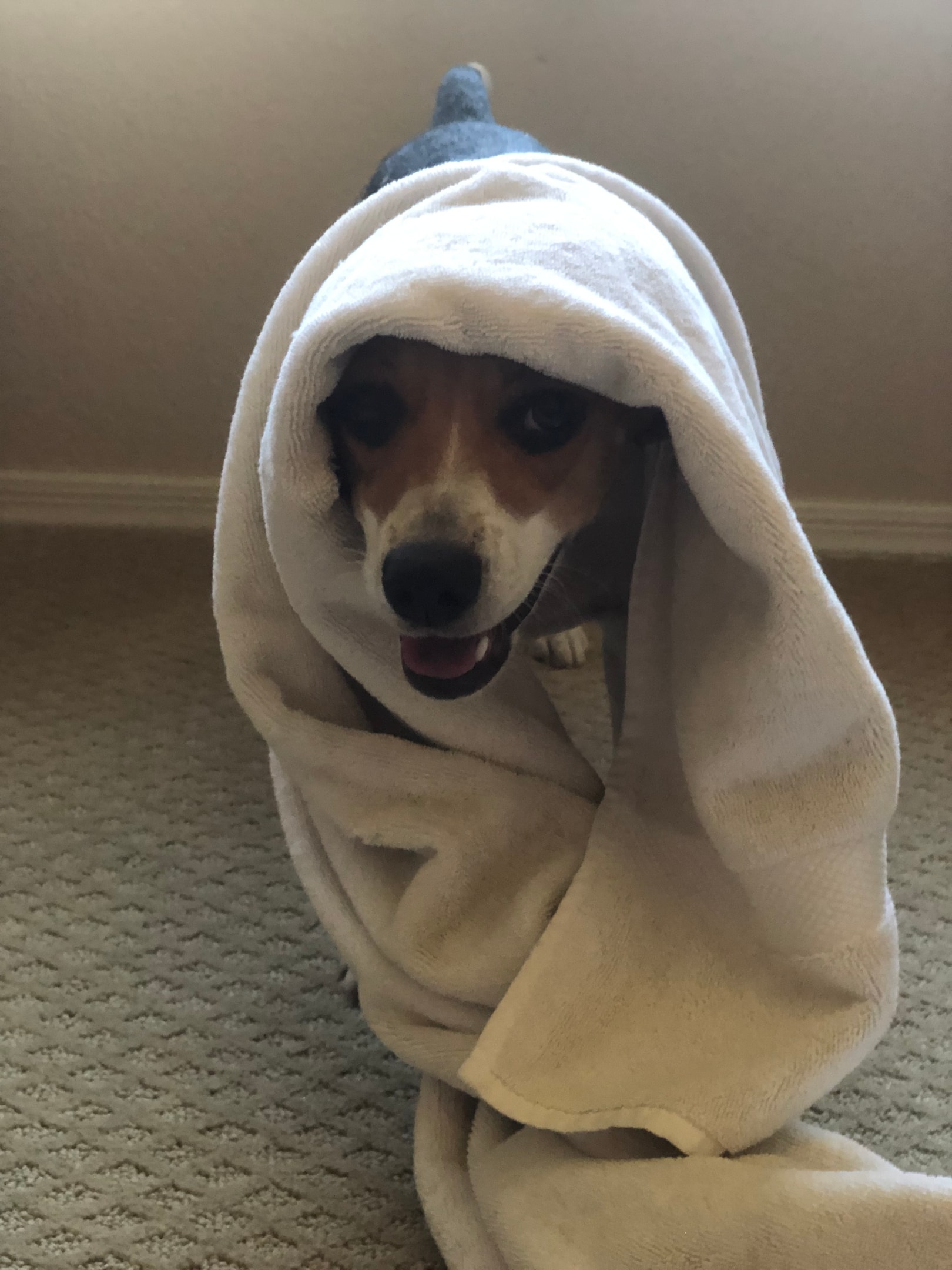 beagle wrapped in towel after bath