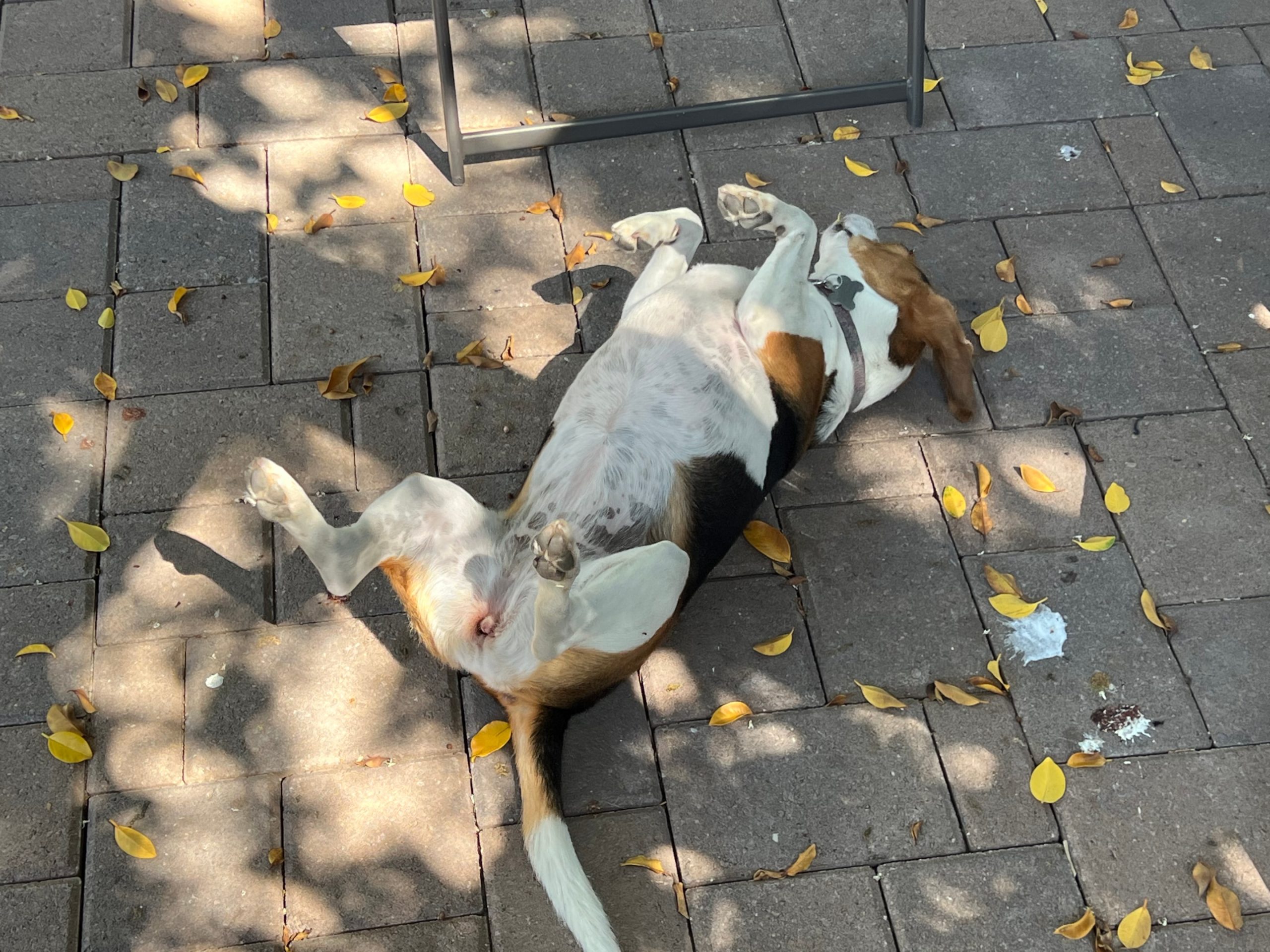 beagle rolling on ground outside with a dirty coat.