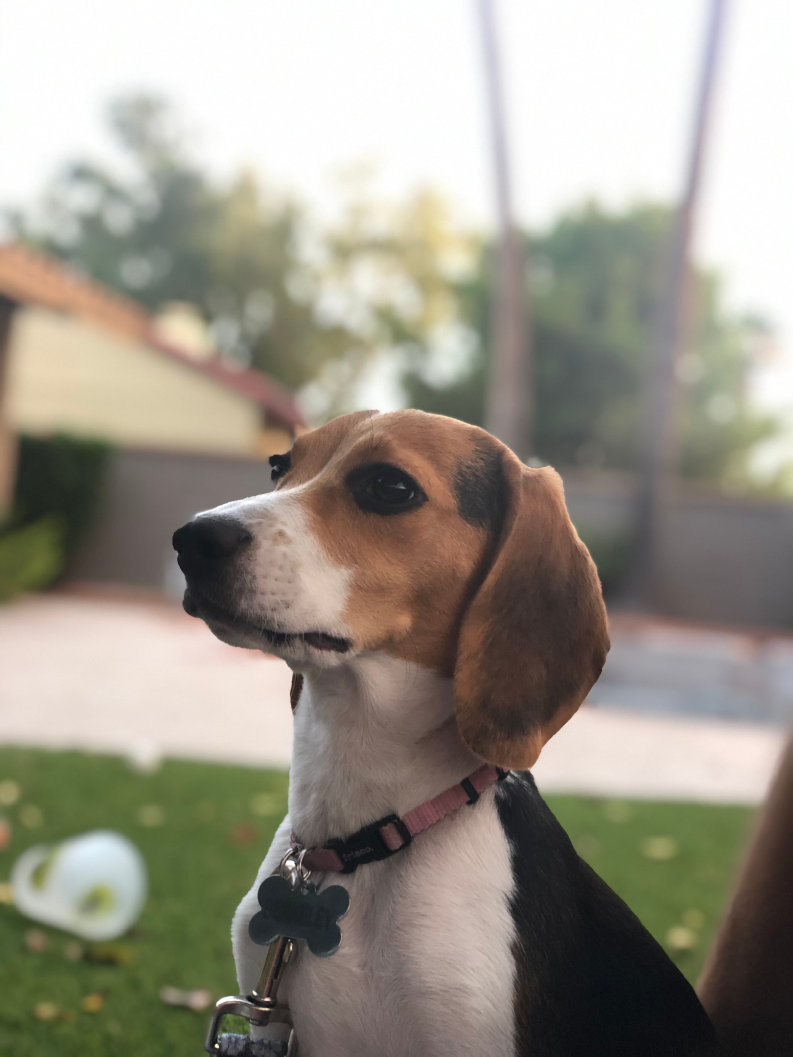 beagle with floppy ears outdoors