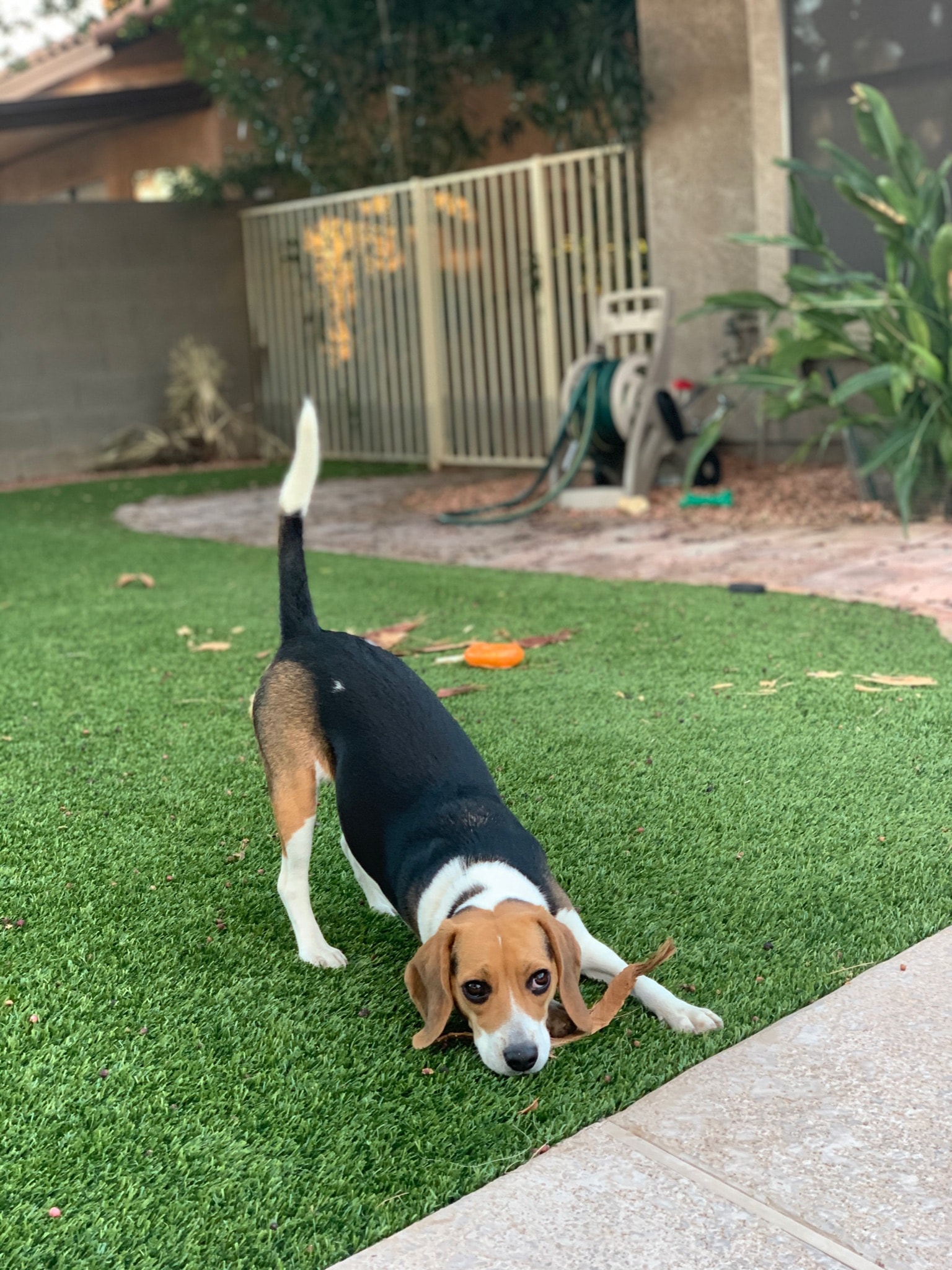 beagle engaging in playful behavior