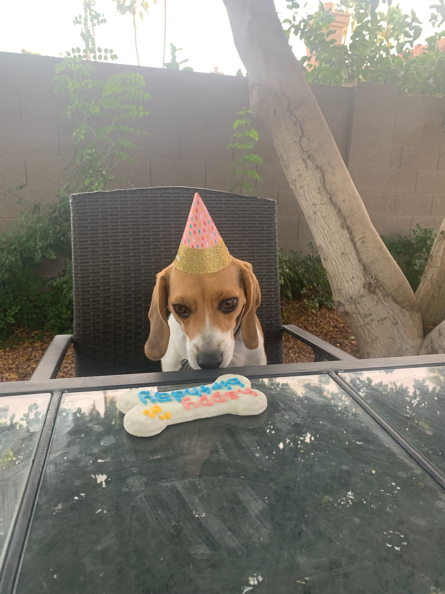 beagle with birthday treat and hat