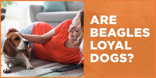 Are Beagles Loyal Dogs? Traits, Training, and Care Tips are beagles loyal dogs