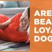 Are Beagles Loyal Dogs? Traits, Training, and Care Tips