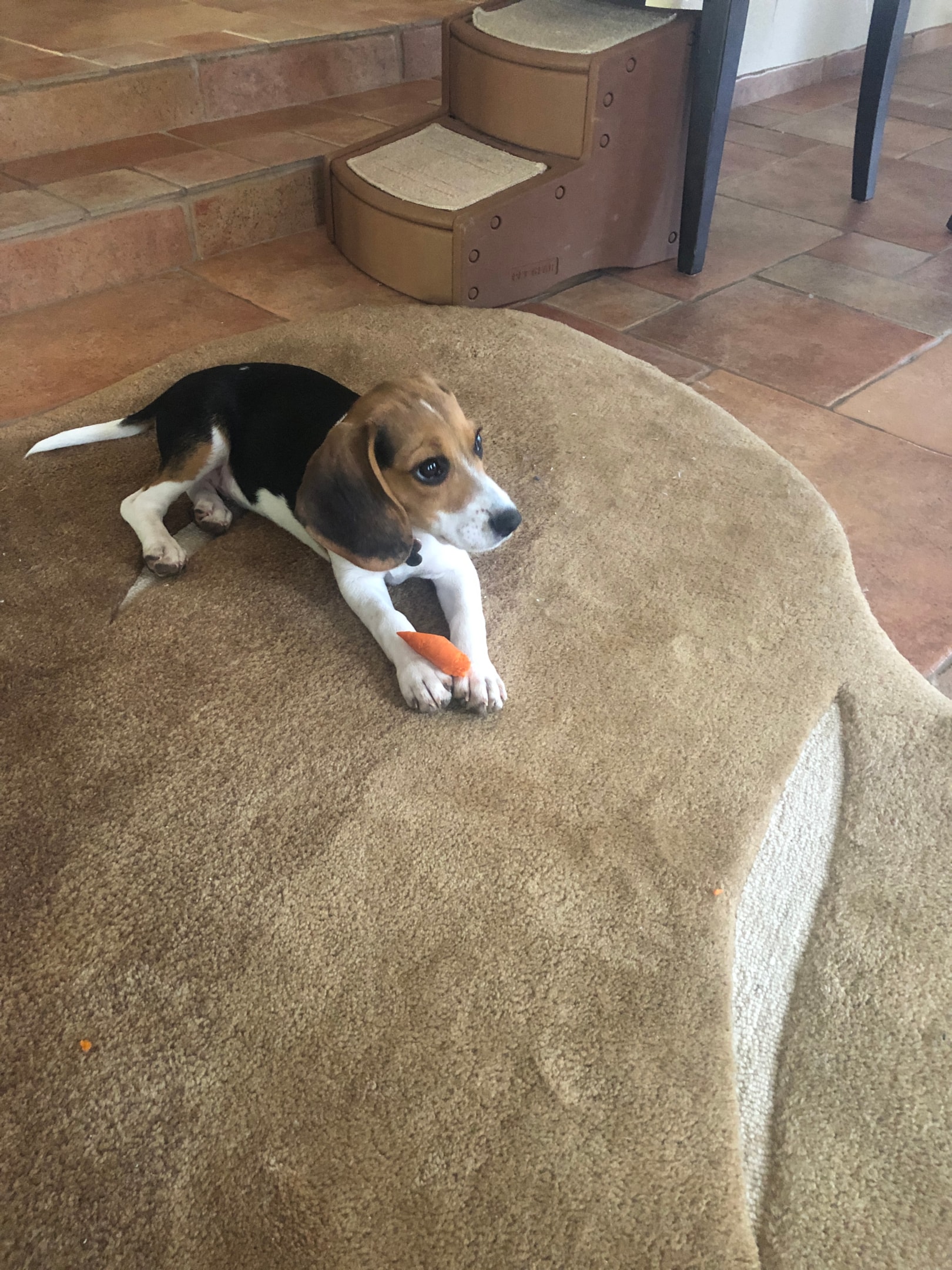 beagle puppy eating a carrot snack